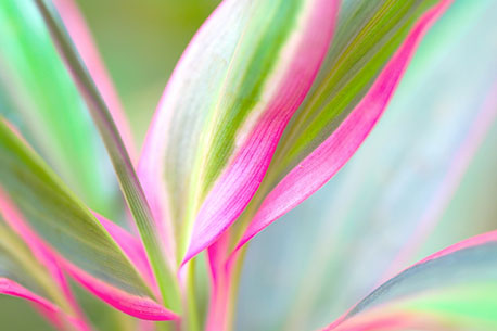 Soft tropical plant leaves in vibrant colors, symbolizing Makana Academy’s focus on growth, balance, and transformative education